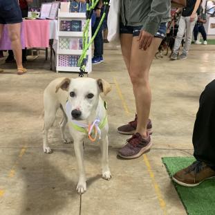 Caminata Canina Heredia Deja Huella 2022