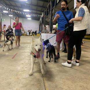 Caminata Canina Heredia Deja Huella 2022