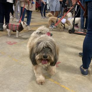 Caminata Canina Heredia Deja Huella 2022